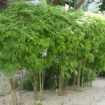 soothing chinese bamboo in the garden